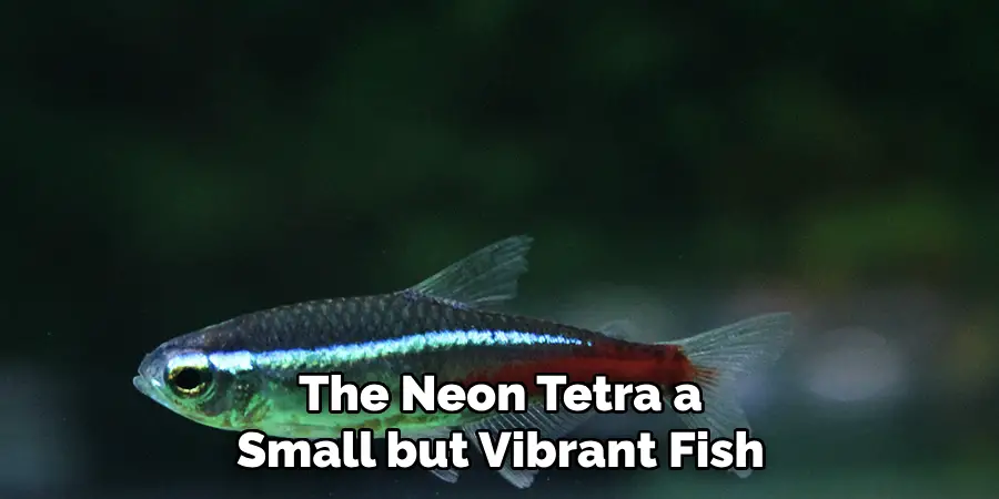 The Neon Tetra, a Small but Vibrant Fish