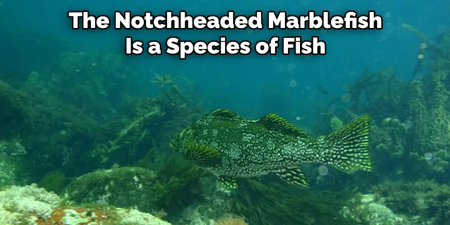 The Notchheaded Marblefish Is a Species of Fish