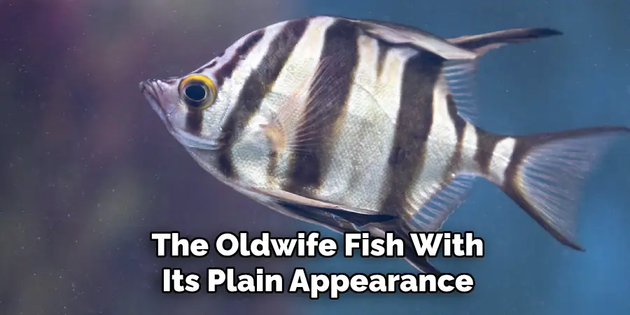 The Oldwife Fish With Its Plain Appearance