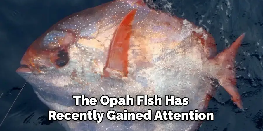 The Opah Fish Has Recently Gained Attention