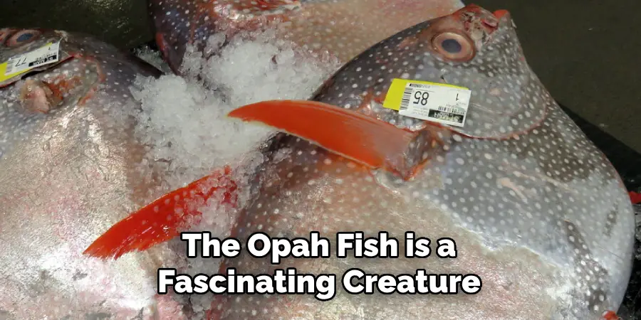 The Opah Fish is a Fascinating Creature