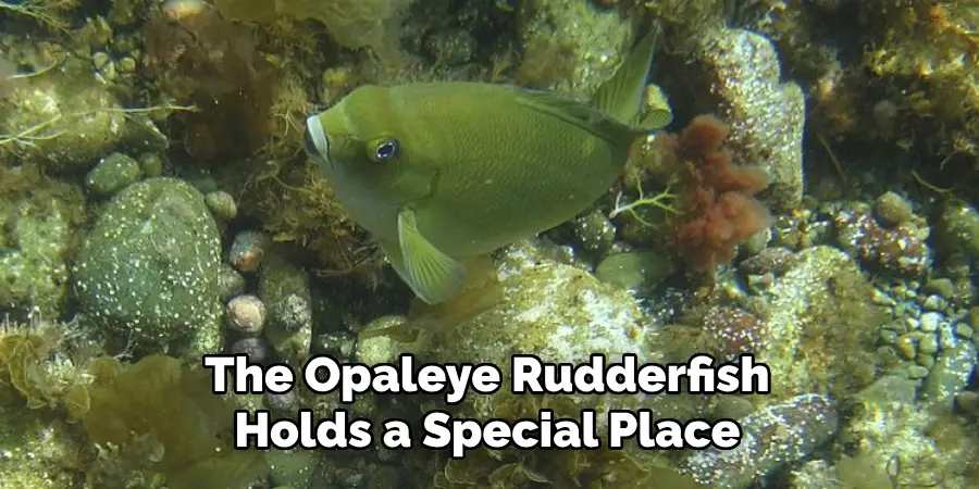 The Opaleye Rudderfish Holds a Special Place