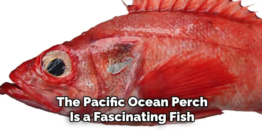 The Pacific Ocean Perch Is a Fascinating Fish