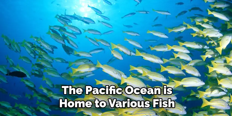 The Pacific Ocean is Home to Various Fish