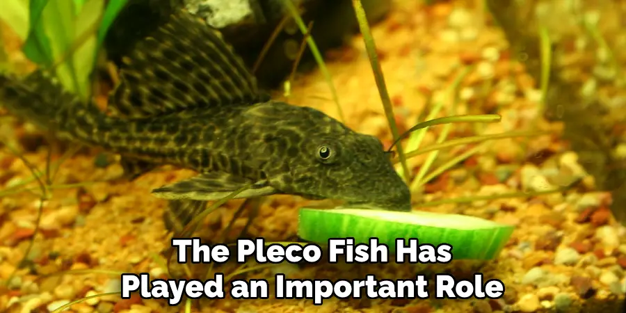 The Pleco Fish Has Played an Important Role