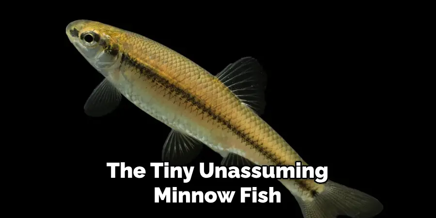 The Tiny Unassuming Minnow Fish