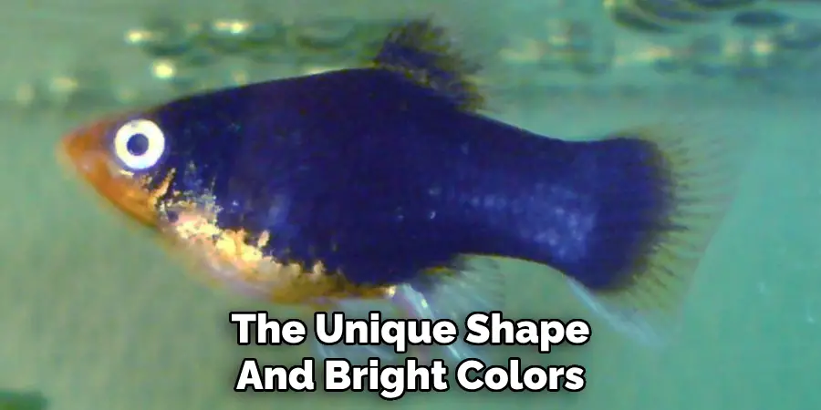 The Unique Shape And Bright Colors