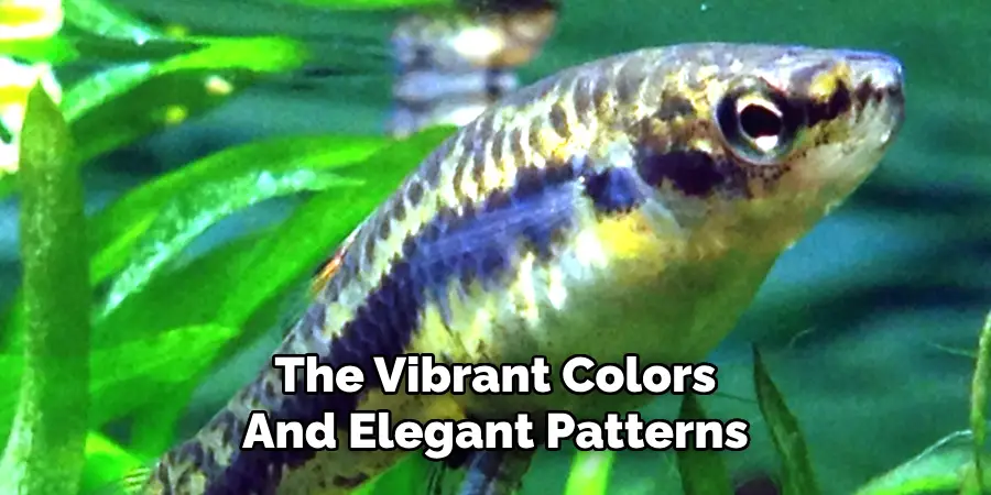 The Vibrant Colors And Elegant Patterns