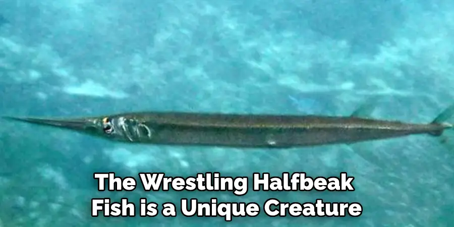 The Wrestling Halfbeak Fish is a Unique Creature