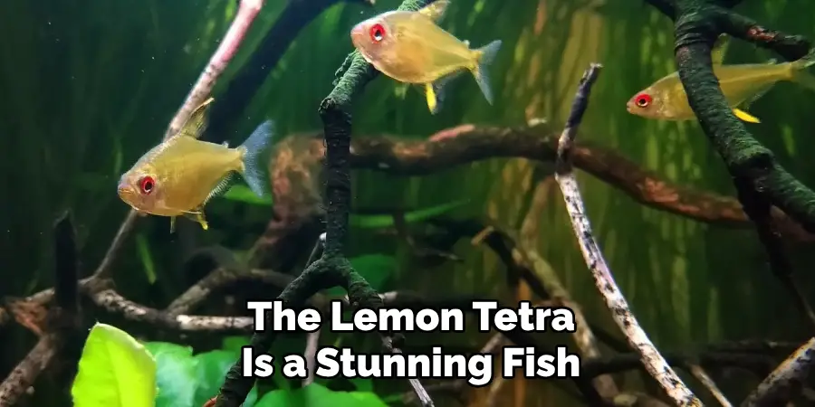 The lemon tetra is a stunning fish