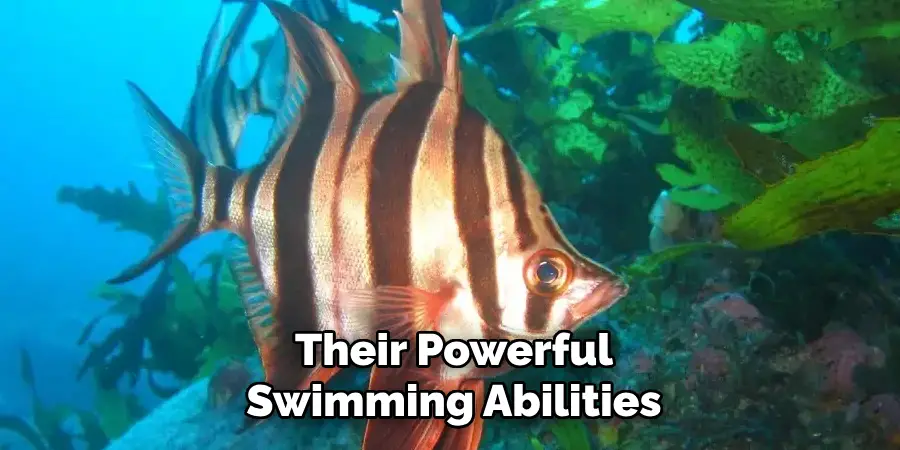 Their Powerful Swimming Abilities