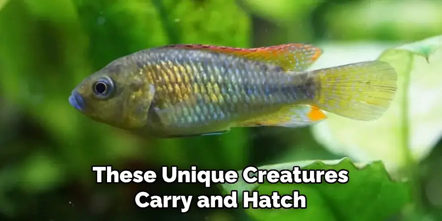 These Unique Creatures Carry and Hatch