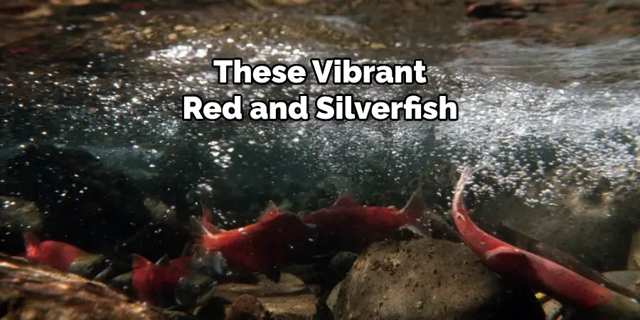 These Vibrant Red and Silverfish