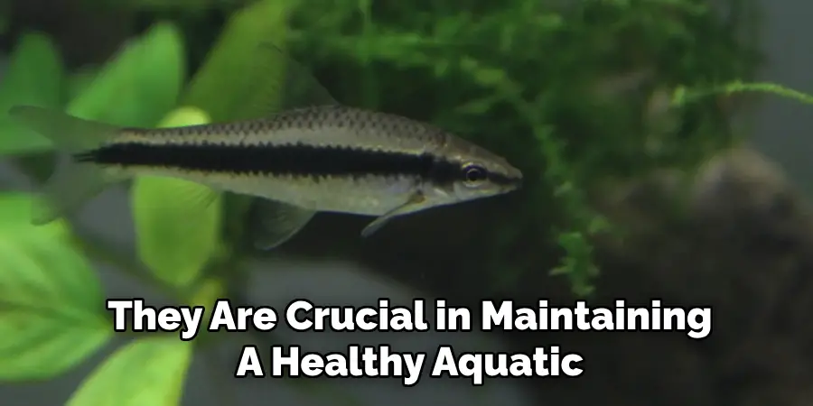 They Are Crucial in Maintaining A Healthy Aquatic