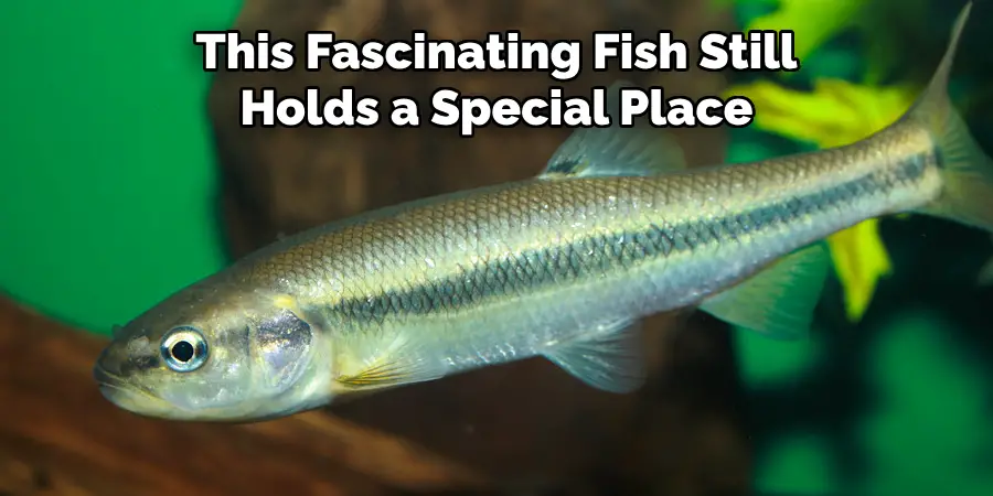 This Fascinating Fish Still Holds a Special Place