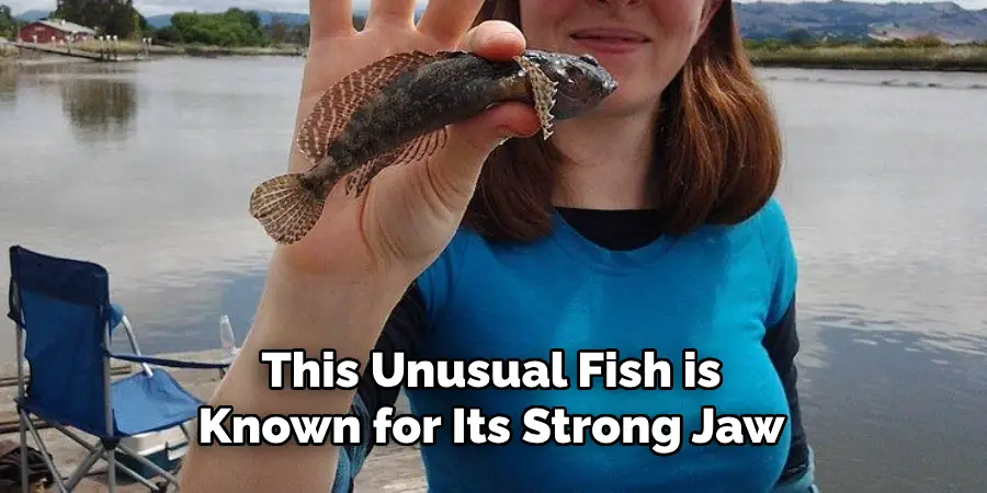 This Unusual Fish is Known for Its Strong Jaw