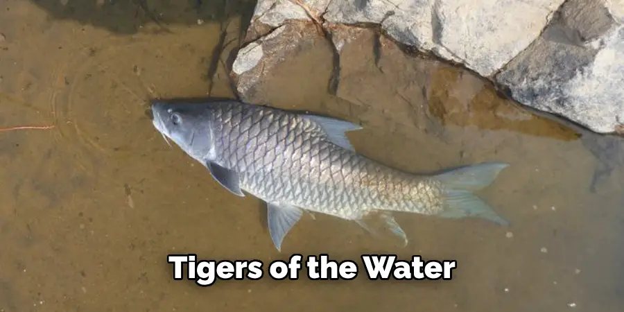 Tigers of the Water