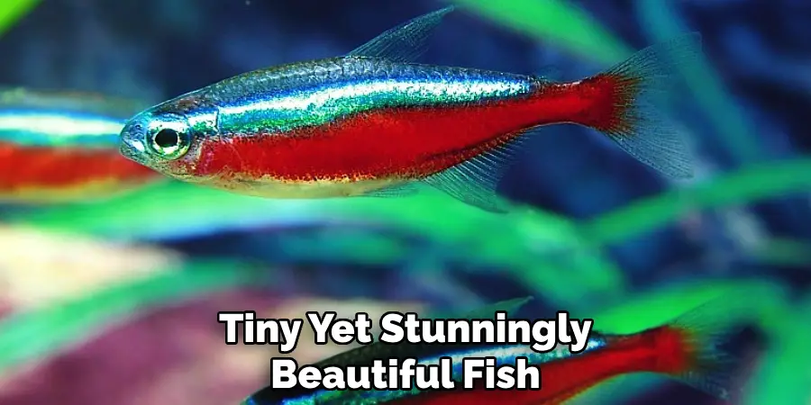 Tiny Yet Stunningly Beautiful Fish