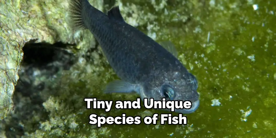 Tiny and Unique Species of Fish