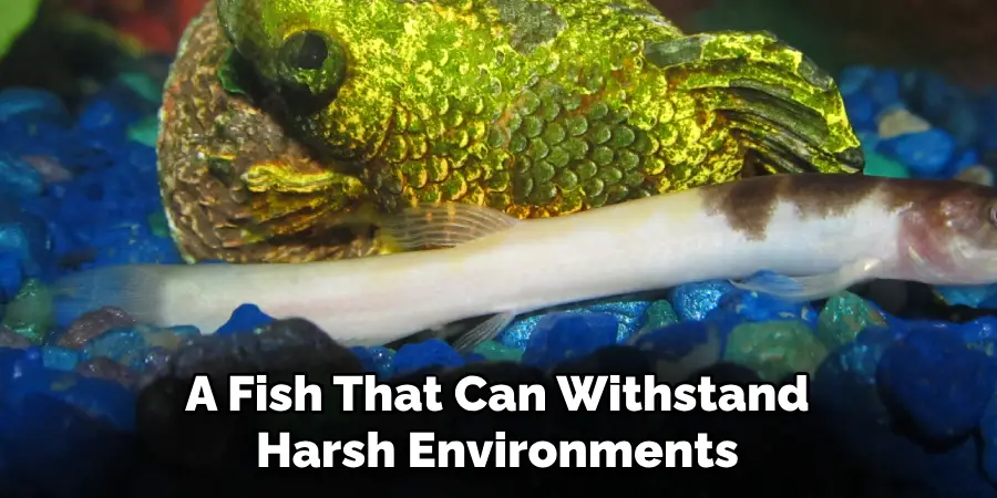 A Fish That Can Withstand 
Harsh Environments