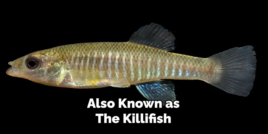 Also Known as The Killifish