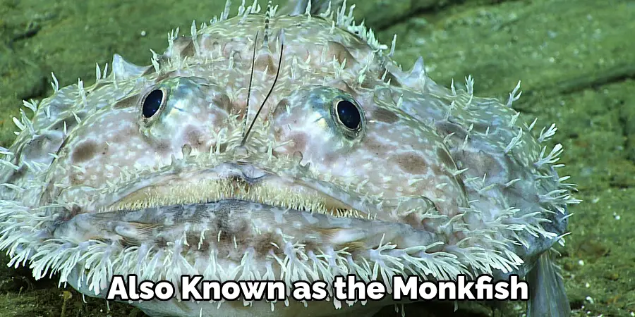 Also Known as the Monkfish