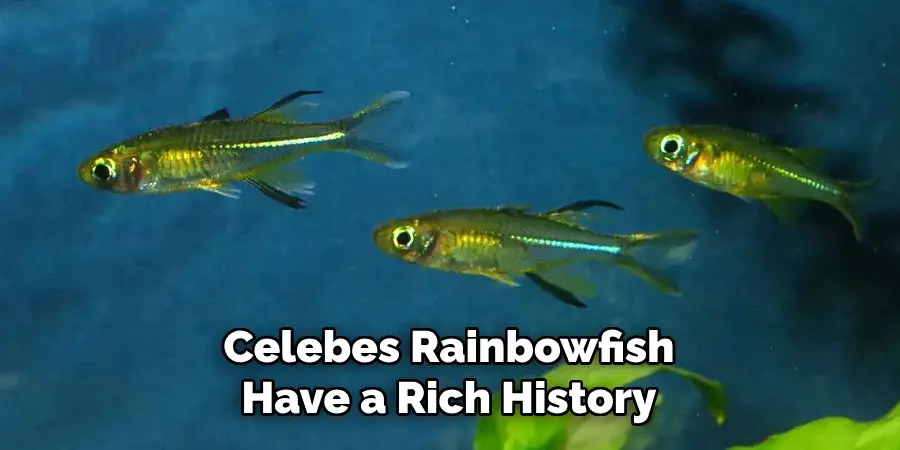 Celebes Rainbowfish Have a Rich History