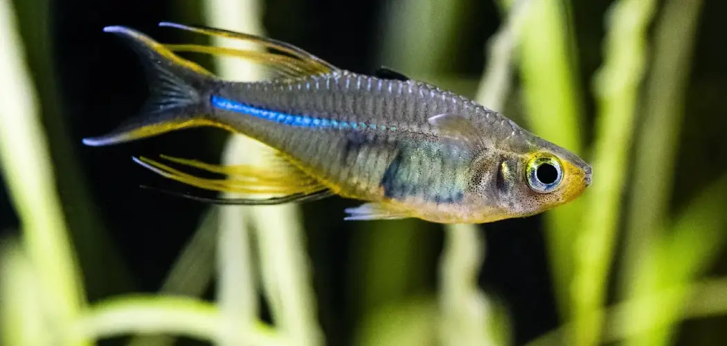 Celebes Rainbowfish Spiritual Meaning