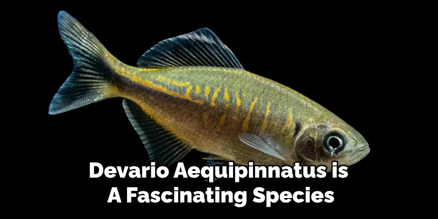 Devario Aequipinnatus is A Fascinating Species