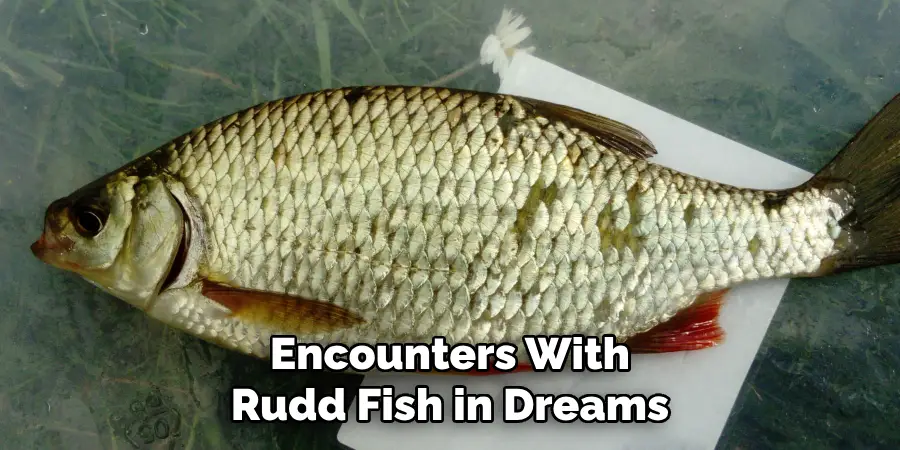 Encounters With 
Rudd Fish in Dreams