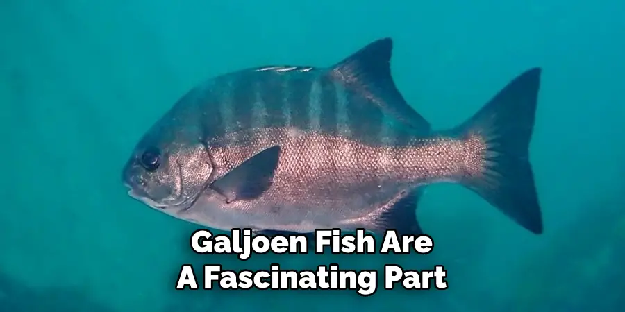 Galjoen Fish Are A Fascinating Part