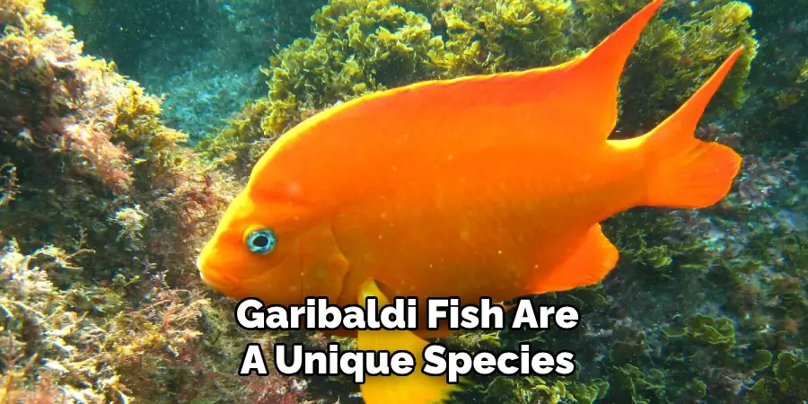 Garibaldi Fish Are A Unique Species