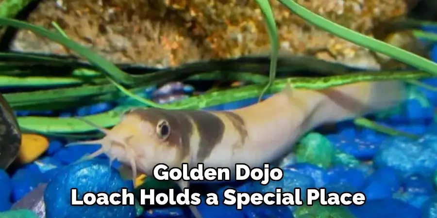 Golden Dojo Loach Holds a Special Place