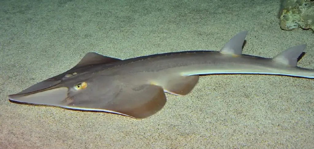 Guitarfish Spiritual Meaning