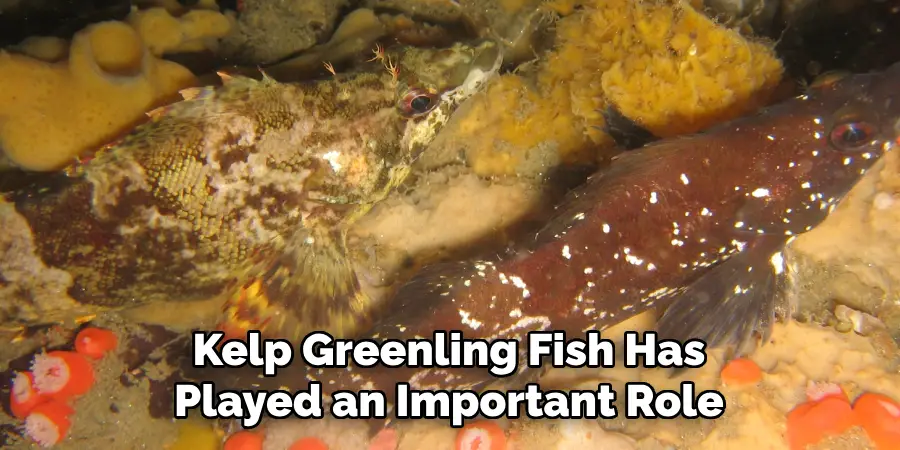 Kelp Greenling Fish Has Played an Important Role