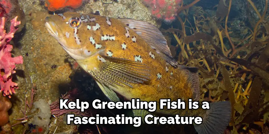 Kelp Greenling Fish is a Fascinating Creature