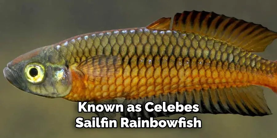 Known as Celebes Sailfin Rainbowfish