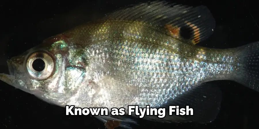 Known as Flying Fish