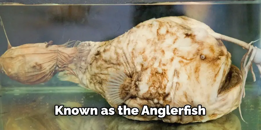 Known as the Anglerfish