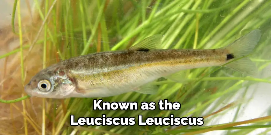 Known as the Leuciscus Leuciscus