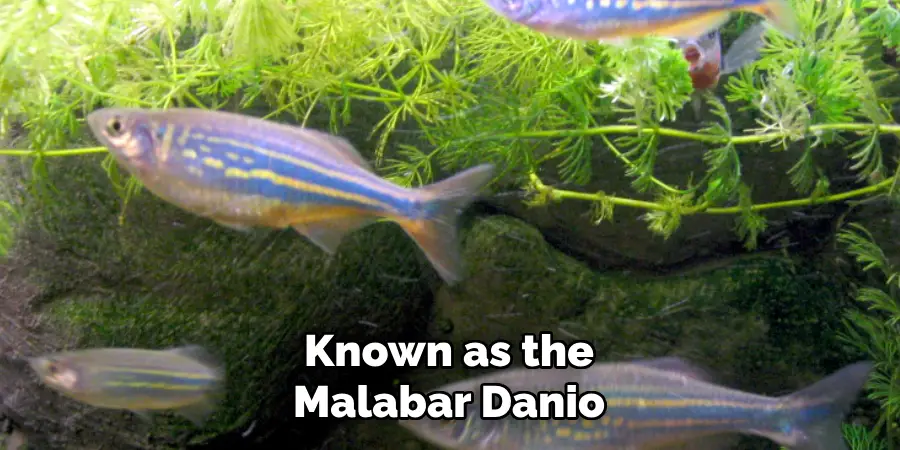 Known as the Malabar Danio