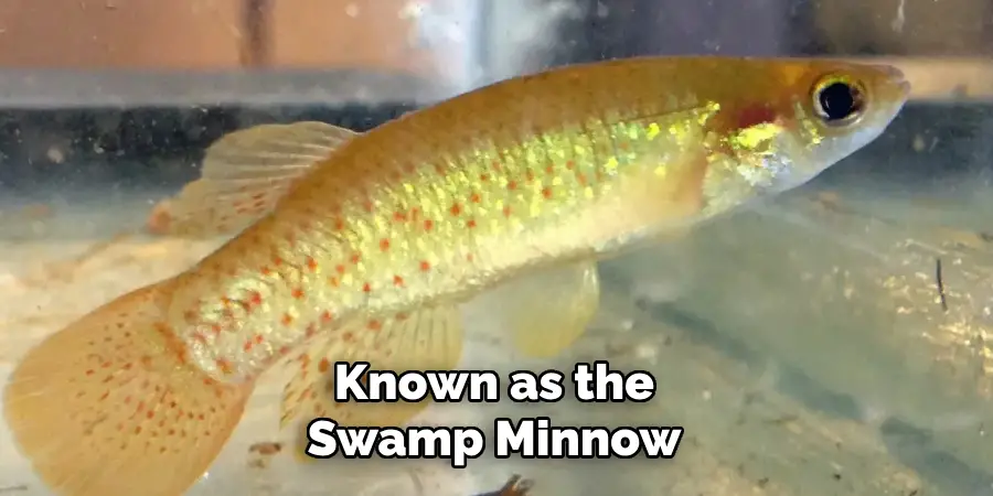 Known as the Swamp Minnow