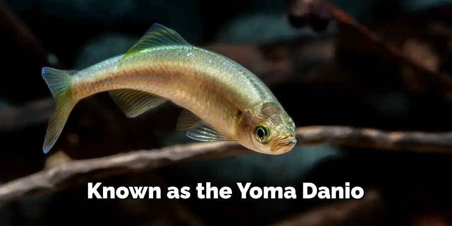 Known as the Yoma Danio