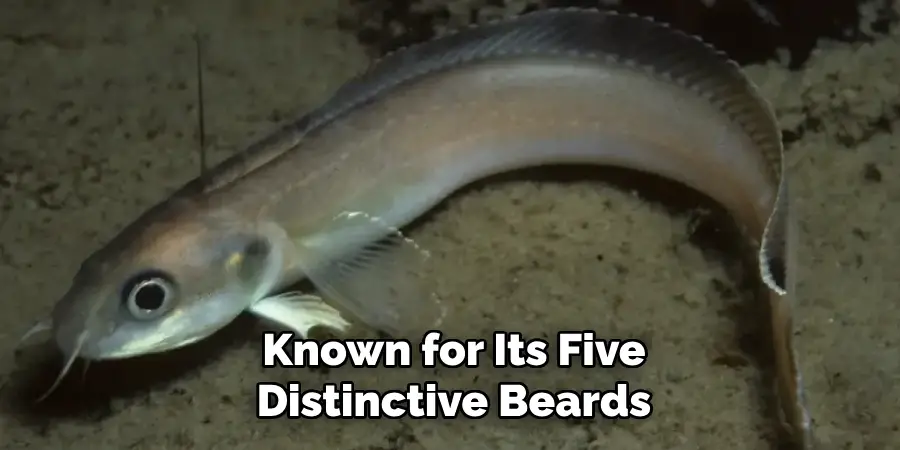 Known for Its Five Distinctive Beards