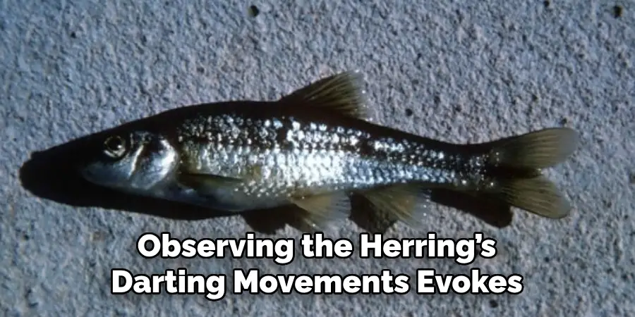 Observing the Herring’s Darting Movements Evokes