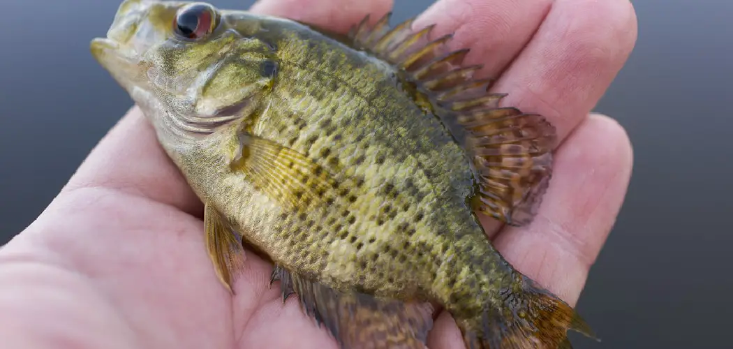 Rock Bass Spiritual Meaning