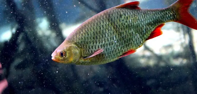 Rudd Fish Spiritual Meaning, Symbolism and Totem | Explained