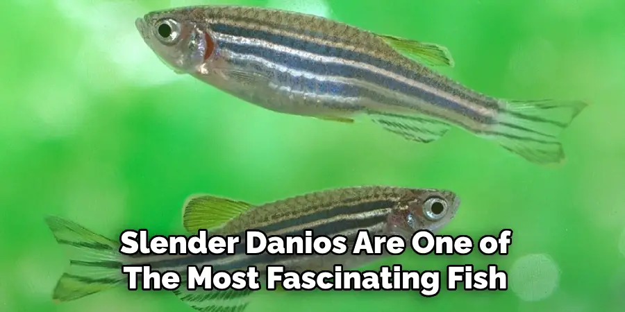 Slender Danios Are One of The Most Fascinating Fish