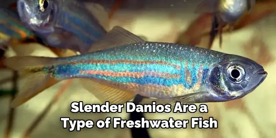 Slender Danios Are a Type of Freshwater Fish