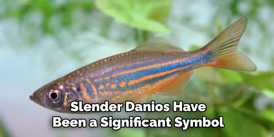 Slender Danios Have Been a Significant Symbol